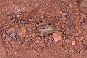 Miturga_lineata_D3484_Z_90_Karinji NP_Australie